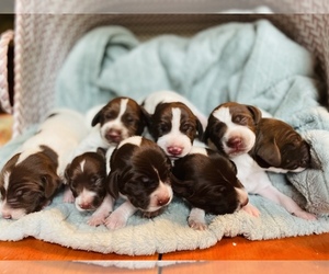 German Shorthaired Pointer Litter for sale in TRUXTON, NY, USA