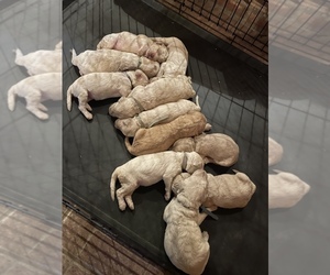 Goldendoodle Litter for sale in MOORESVILLE, IN, USA