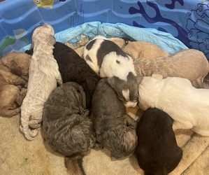 Labradoodle Litter for sale in LEXINGTON, NC, USA