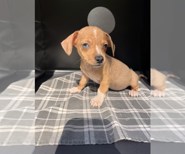 Medium Photo #1 Chiweenie Puppy For Sale in SAINT AUGUSTINE, FL, USA