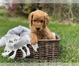 Goldendoodle Litter for sale in LAPEER, MI, USA