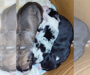Great Dane Litter for sale in WEST COXSACKIE, NY, USA