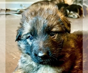 German Shepherd Dog Litter for sale in TULLAHOMA, TN, USA