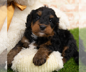 Miniature Bernedoodle Litter for sale in DONNELLSON, IA, USA