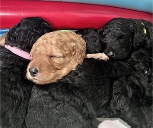 Double Doodle Litter for sale in JOLIET, IL, USA