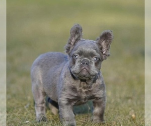 French Bulldog Litter for sale in HIRAM, OH, USA