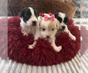 Maltese-Poodle (Toy) Mix Litter for sale in SPRINGFIELD, TN, USA
