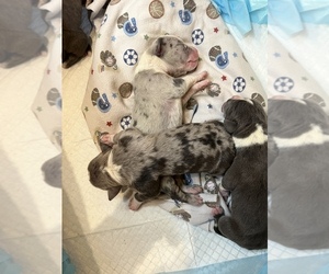 American Bully Litter for sale in WEST HARTFORD, CT, USA