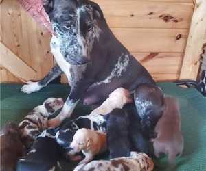 Catahoula Leopard Dog Litter for sale in WADDY, KY, USA