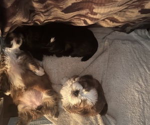 Lhasa Apso Litter for sale in WASHOUGAL, WA, USA