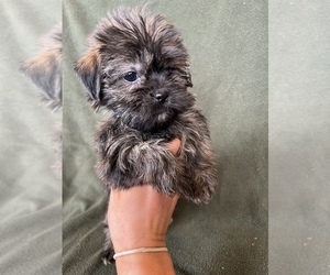 Shorkie Tzu Litter for sale in FREDERICK, MD, USA