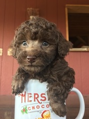 Poodle (Toy) Litter for sale in SEWARD, NE, USA