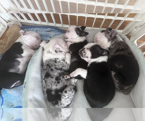 French Bulldog Litter for sale in CUDAHY, WI, USA