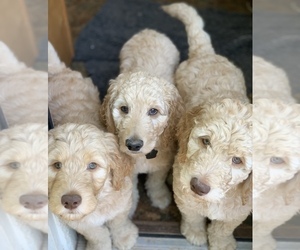 Goldendoodle Litter for sale in REPUBLIC, MO, USA