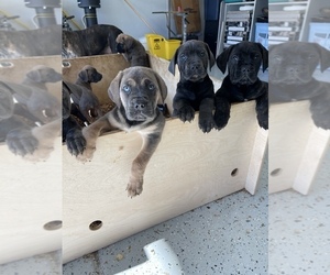 Cane Corso Litter for sale in VACAVILLE, CA, USA