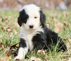 Sheepadoodle Litter for sale in AVALON, MO, USA