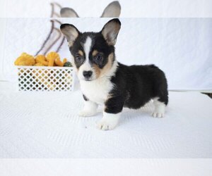 Pembroke Welsh Corgi Litter for sale in DUNDEE, OH, USA