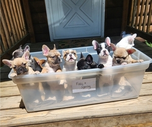 French Bulldog Litter for sale in EPHRATA, PA, USA