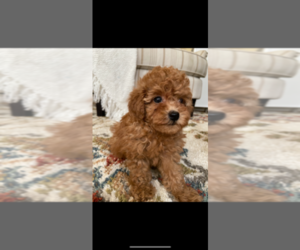 Poodle (Miniature) Litter for sale in GREENSBORO, NC, USA