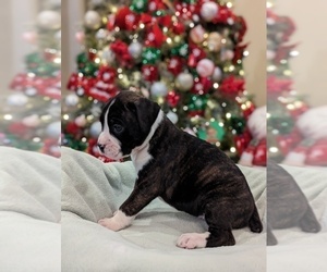 Boxer Litter for sale in PENSACOLA, FL, USA