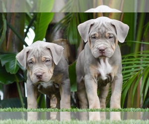 American Bully Litter for sale in DELTONA, FL, USA