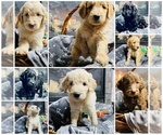 Small Photo #1 Goldendoodle Puppy For Sale in INDIANAPOLIS, IN, USA