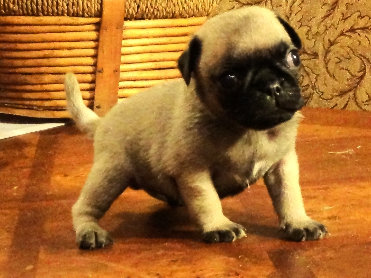 Medium Photo #1 Pug Puppy For Sale in MOUNT DORA, FL, USA