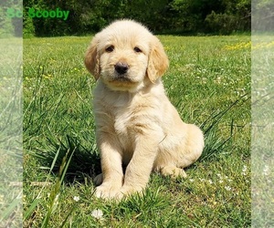 Labradoodle Litter for sale in AUBURNTOWN, TN, USA