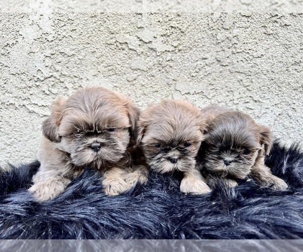 Medium Photo #1 Shih Tzu Puppy For Sale in HAYWARD, CA, USA