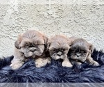 Small Shih Tzu