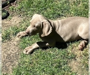 Weimaraner Litter for sale in ANGELICA, WI, USA