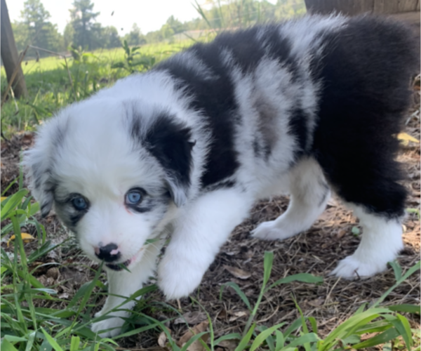 Medium Photo #1 Australian Shepherd Puppy For Sale in MONTICELLO, GA, USA