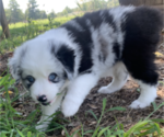 Small Photo #1 Australian Shepherd Puppy For Sale in MONTICELLO, GA, USA