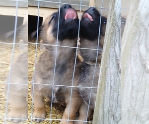 German Shepherd Dog-Malinois Mix Litter for sale in IRON CITY, TN, USA