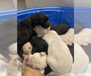 Goldendoodle Litter for sale in MYRTLE BEACH, SC, USA