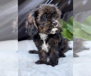 Cavalier King Charles Spaniel-Goldendoodle Mix Litter for sale in NILES, MI, USA