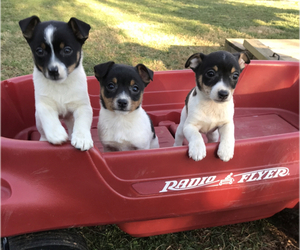 Rat Terrier Litter for sale in BOWLING GREEN, KY, USA