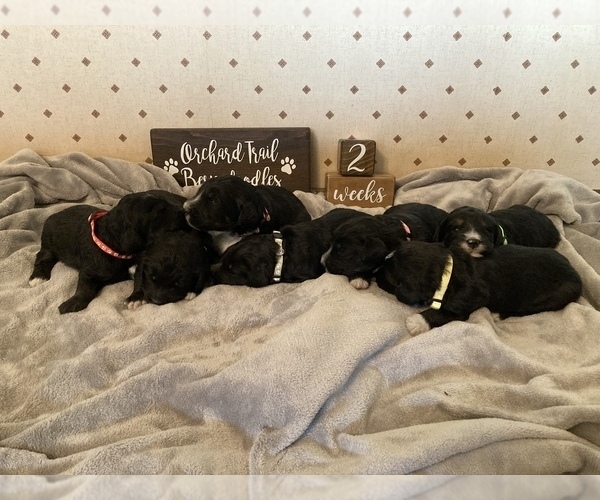 Medium Photo #1 Bernedoodle Puppy For Sale in BUTTE CITY, CA, USA