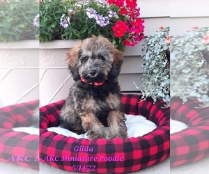 Poodle (Miniature) Litter for sale in SHIPSHEWANA, IN, USA