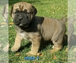 Small Photo #1 Boerboel Puppy For Sale in BAKERSFIELD, CA, USA