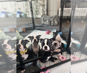 Boston Terrier Litter for sale in LAREDO, TX, USA