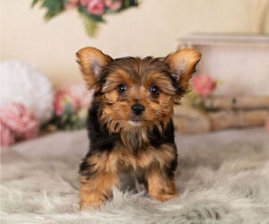 Medium Yorkshire Terrier