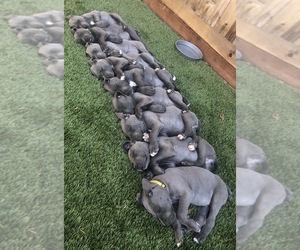 Great Dane Litter for sale in SALINAS, CA, USA