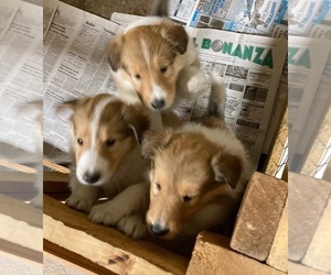 Collie Litter for sale in KNOX, PA, USA