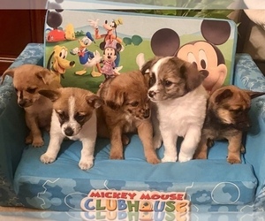 Chiranian Litter for sale in HOUSTON, TX, USA