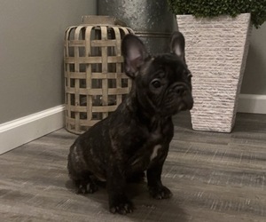 French Bulldog Litter for sale in MADISON, IN, USA