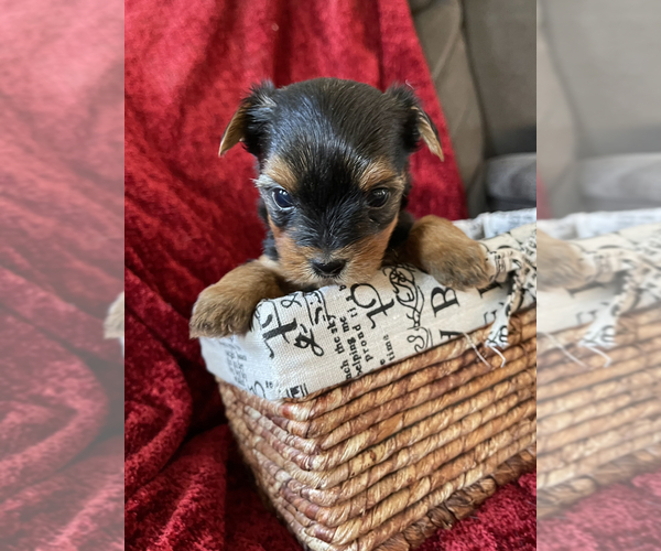 Medium Photo #1 Yorkshire Terrier Puppy For Sale in SOUTH WALTHAM, MA, USA