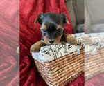 Small Photo #1 Yorkshire Terrier Puppy For Sale in SOUTH WALTHAM, MA, USA