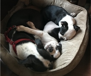 Boston Terrier Litter for sale in INVERNESS, FL, USA