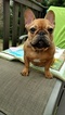 Small Photo #1 French Bulldog Puppy For Sale in CUMMING, GA, USA